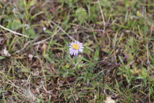 flower in the grass