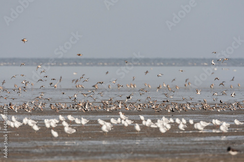 Vogels op Waddenzee, Birds at Wadden Sea © AGAMI