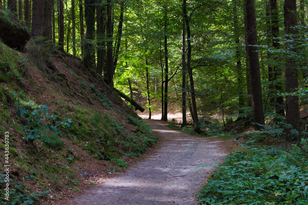 Wandern, Wanderweg, Weg in der Sächsischen Schweiz, Sachsen, Deutschland Wandern, Wanderweg, Weg in der Sächsischen Schweiz, Sachsen, Deutschland