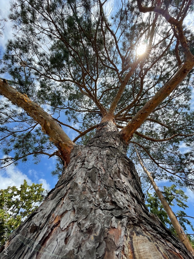 Naklejka premium tree in the forest