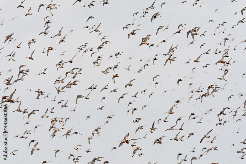 Groep vogels; Bird flock Groep vogels; Bird flock