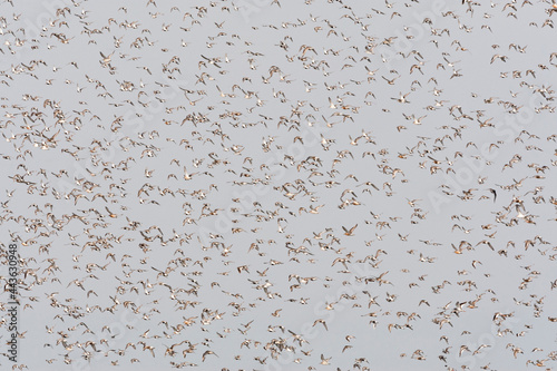 Groep vogels; Bird flock photo