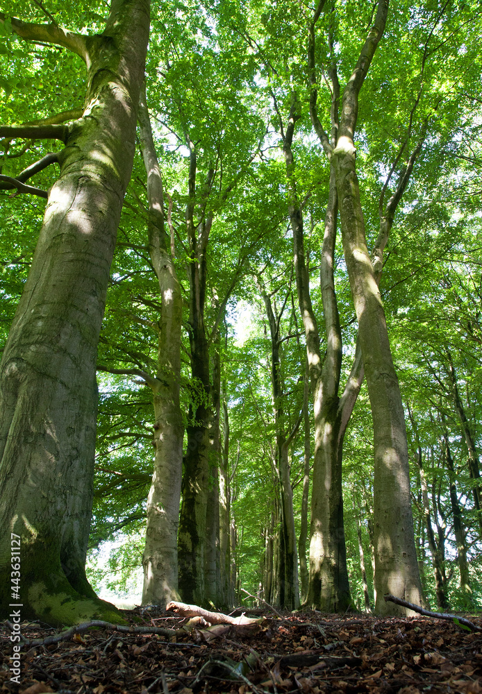 Fototapeta premium Beuk, Springendal, Twente; European Beech, Springendal, Twente, Netherlands