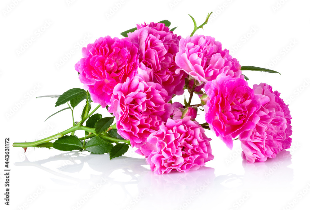 Pink tea rose of branch Isolated on a white background Pink tea rose of branch Isolated on a white background