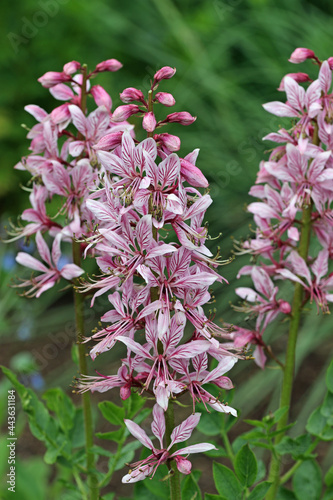 Purple flowered dittany flower spikes photo