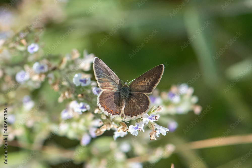 Lycaenidae / Anadolu Çokgözlüsü / Anatolian False Argus / Polyommatus hyacinthus