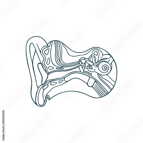 Ear anatomy hand drawn vector illustration. Ear canal and skull cross section outline drawing. Human acoustic meatus internal parts. Medical poster. Part of set.
