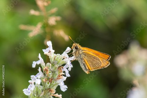 Hesperiidae / Sarı Antenli Zıpzıp / / Thymelicus sylvestris © Yasin