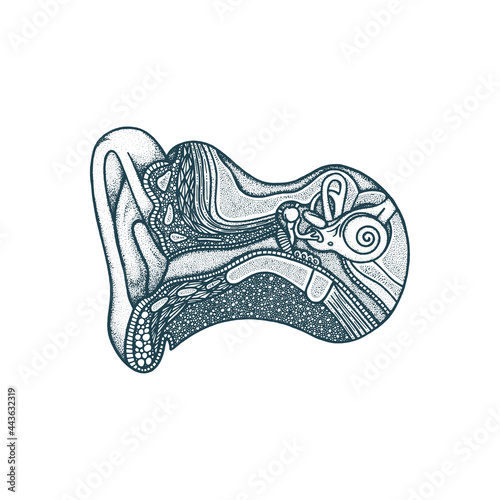 Ear anatomy hand drawn vector illustration. Ear canal and skull cross section vintage engraving style drawing. Human acoustic meatus internal parts. Medical poster. Part of set.
