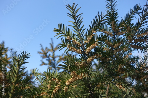 Clear blue sky and branches of European yew with male cones in mid March