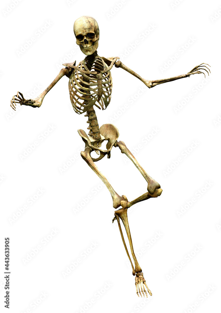 3D Rendering Human Skeleton on White 3D Rendering Human Skeleton on White