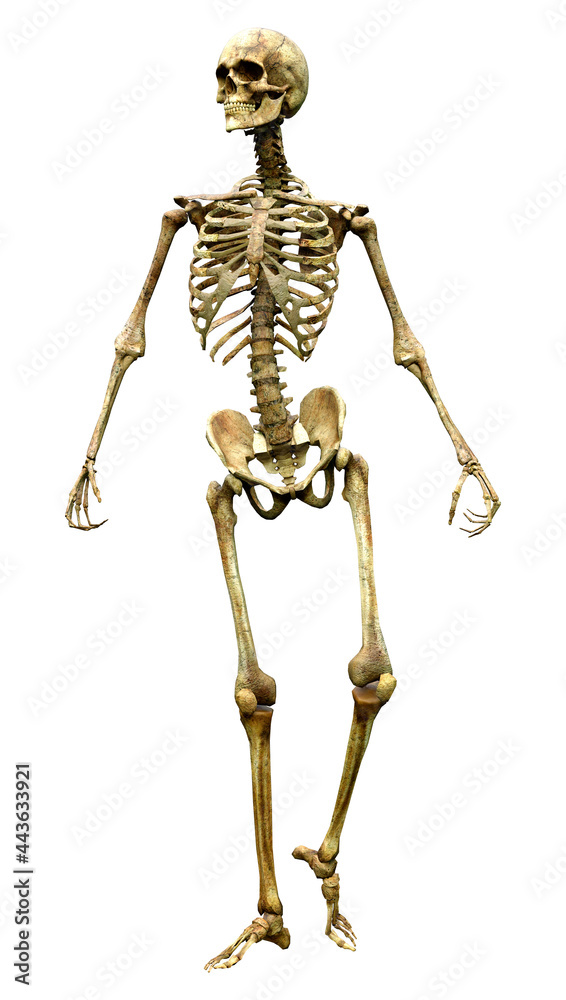 3D Rendering Human Skeleton on White 3D Rendering Human Skeleton on White
