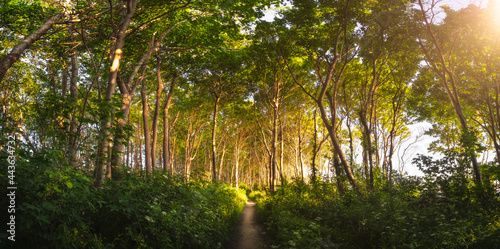 Silent Forest in spring with beautiful bright sun rays
