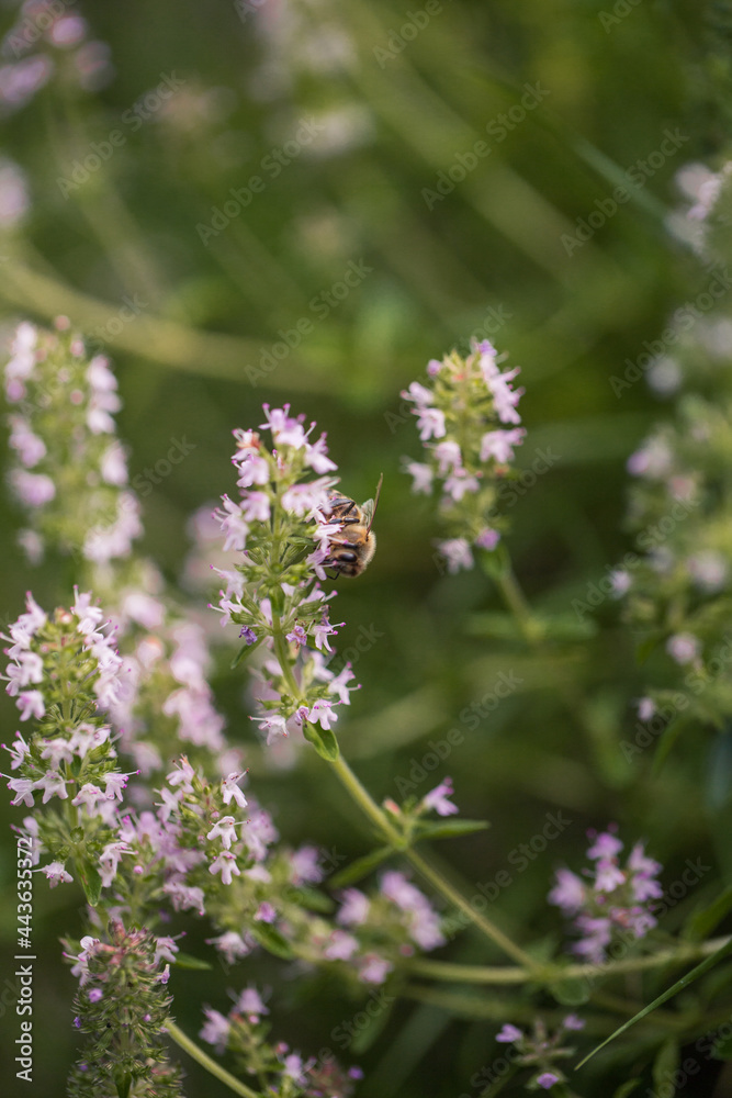 Small wild flowers and a bee macro
