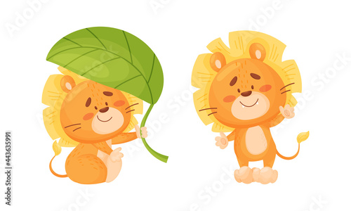 Fototapeta Naklejka Na Ścianę i Meble -  Cartoon Lion Cub Playful Character with Thick Mane Waving Paw and Sitting Under Green Leaf Vector Set