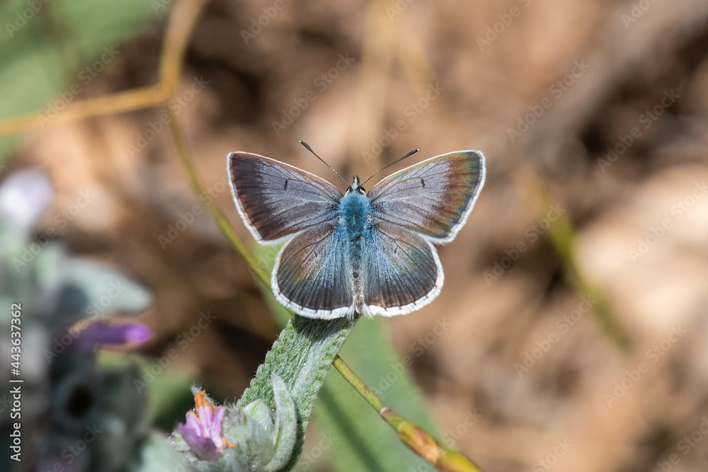 Lycaenidae / Anadolu Çokgözlüsü / Anatolian False Argus / Polyommatus hyacinthus