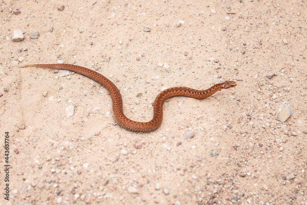 Copper colored viper on gravel road
