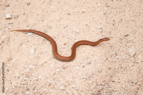 Copper colored viper on gravel road