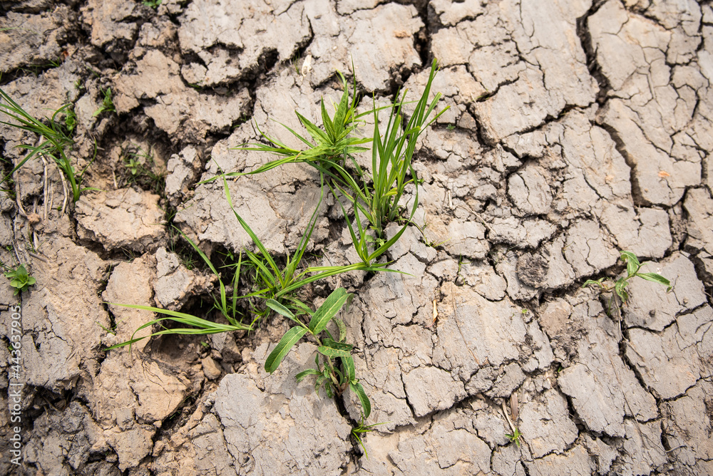 Green grass growing up on crack dry land. Green grass growing up on crack dry land.