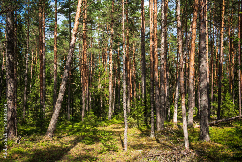 Obraz premium Pine forest in sunny summer day. 