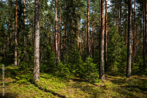 Pine forest in sunny summer day. 