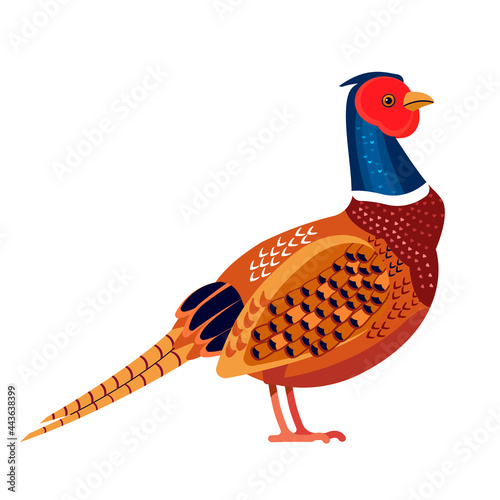 Pheasant is a bird in the family Phasianidae. Phasianus colchicus. Ring necked pheasant Bird Cartoon flat vector illustration isolated on white background