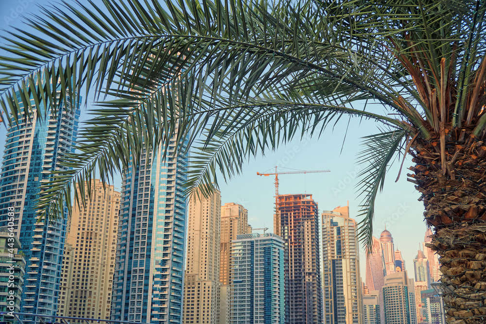 Fototapeta premium Palm tree and skyscraper in Dubai