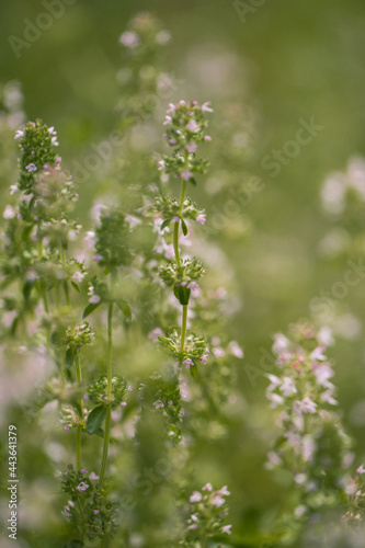 Small wild flowers macro in sunlight © prod 2BEREGA