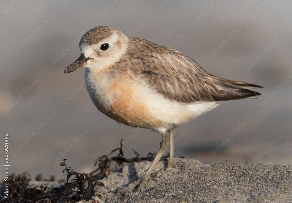 New Zealand Dotterel, Charadrius obscurus New Zealand Dotterel, Charadrius obscurus