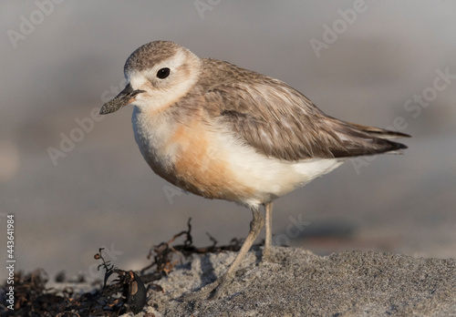 New Zealand Dotterel, Charadrius obscurus