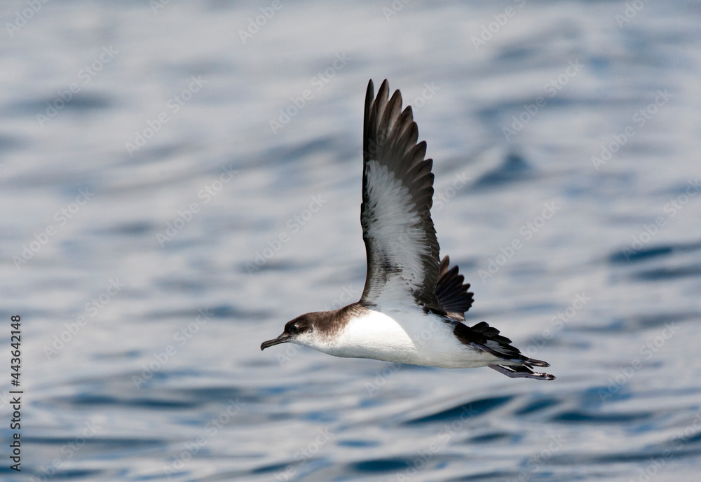 Obraz premium Noordse Pijlstormvogel, Manx Shearwater, Puffinus puffinus