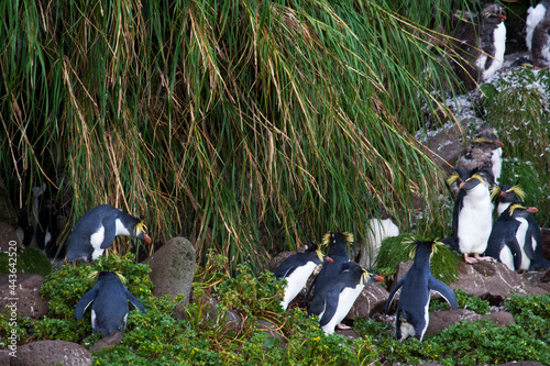 Northern Rockhopper Penguin, Eudyptes moseleyi photo