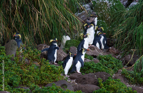 Northern Rockhopper Penguin, Eudyptes moseleyi photo