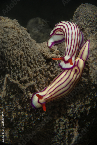 Striped candy nudibranch  Hypselodoris maridadilus . Underwater world of coral reef near Makadi Bay  Hurghada  Egypt