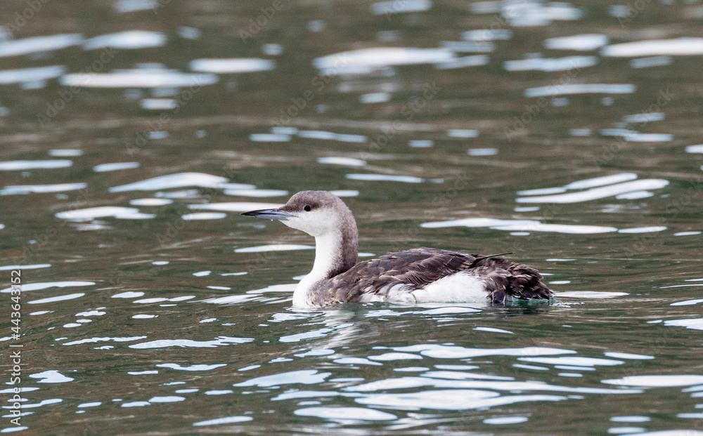 Parelduiker, Black-throated Loon, Gavia arctica Parelduiker, Black-throated Loon, Gavia arctica