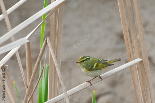 Pallas' Boszanger, Pallas's Leaf Warbler, Phylloscopus proregulus photo