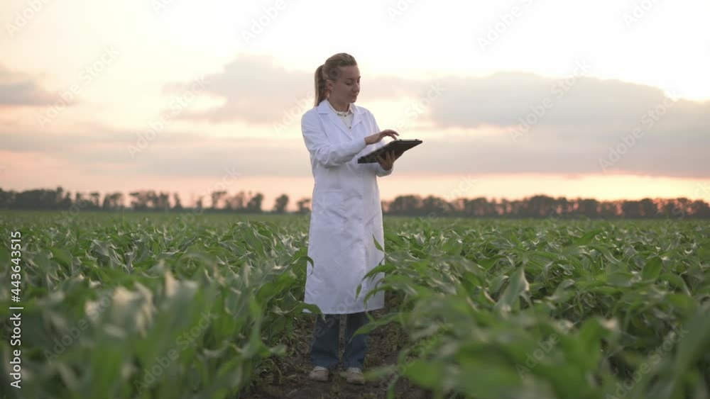Young woman agronomist in white coat checks growth of corn in field. Farmer takes notes on tablet. Steadicam shot. Young woman agronomist in white coat checks growth of corn in field. Farmer takes notes on tablet. Steadicam shot.