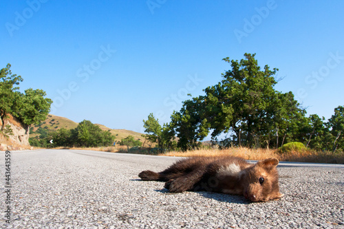 Steenmarter als verkeersslachtoffer; Beech Marten as roadkill photo