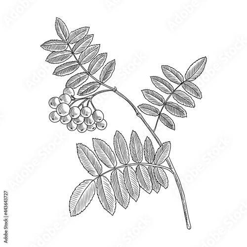 vector drawing branch of rowan tree with leaves and berries, hand drawn vintage illustration
