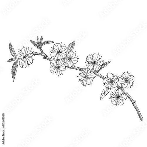 vector drawing branch of flowering plum tree with leaves and flowers  hand drawn vintage illustration