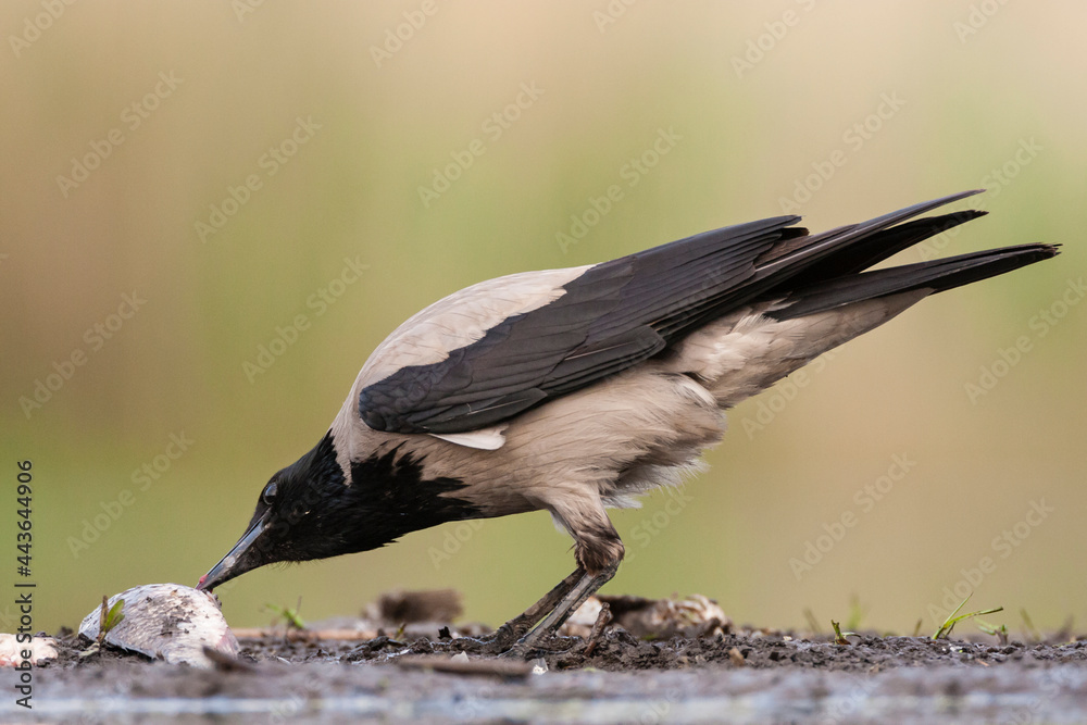 Obraz premium Bonte Kraai, Hooded Crow, Corvus cornix