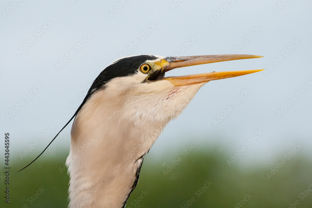 Blauwe Reiger, Grey Heron, Ardea cinerea Blauwe Reiger, Grey Heron, Ardea cinerea
