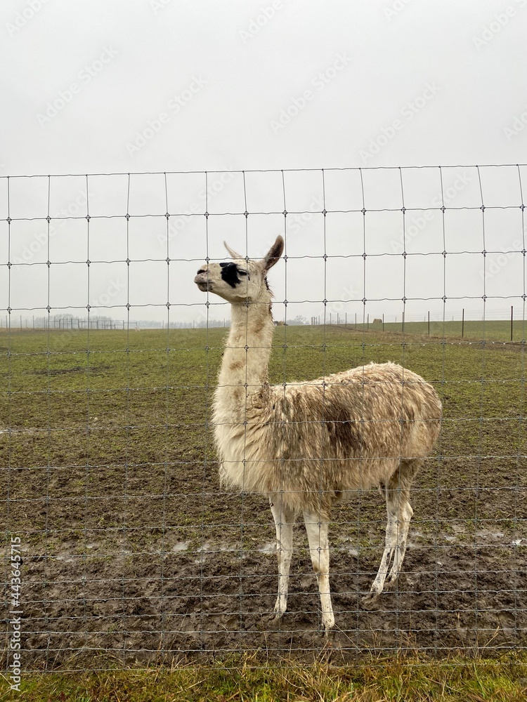 Up close view of alpaca behind. Lama Alpaca 