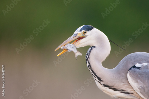 Blauwe Reiger, Grey Heron, Ardea cinerea © AGAMI