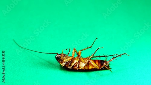 cockroach. American cockroaches on green background. cockroaches eating leftovers. closeup cockroach isolated. close up American cockroach. insects, insect, bugs, bug, animals, animal. health, hygiene photo