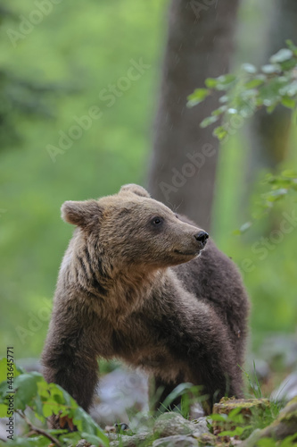 brown bear cub