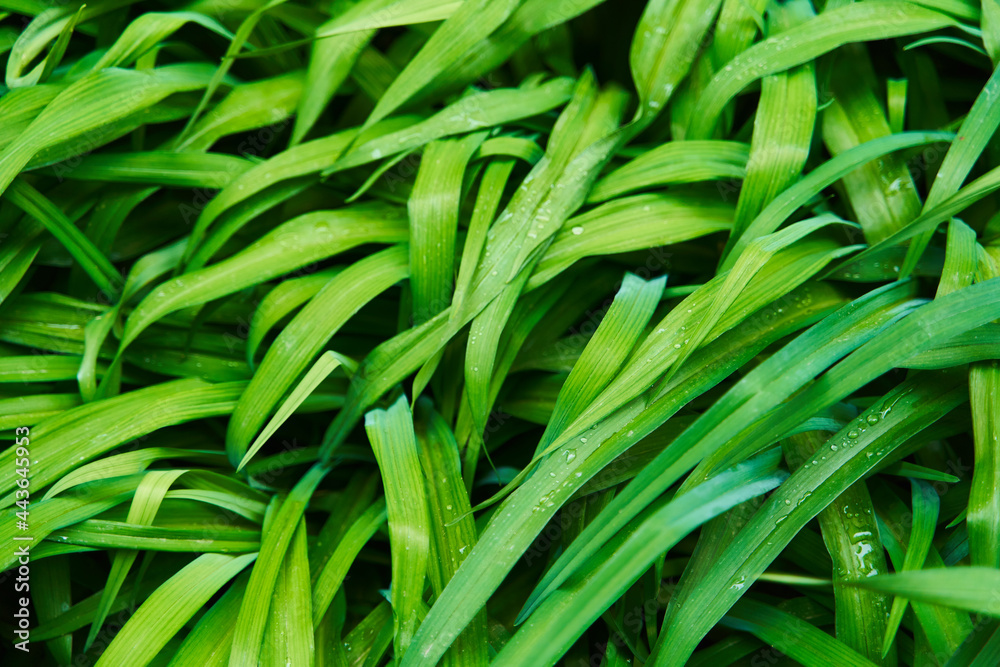 Nature green grass background top view. Design Nature green grass background top view. Design