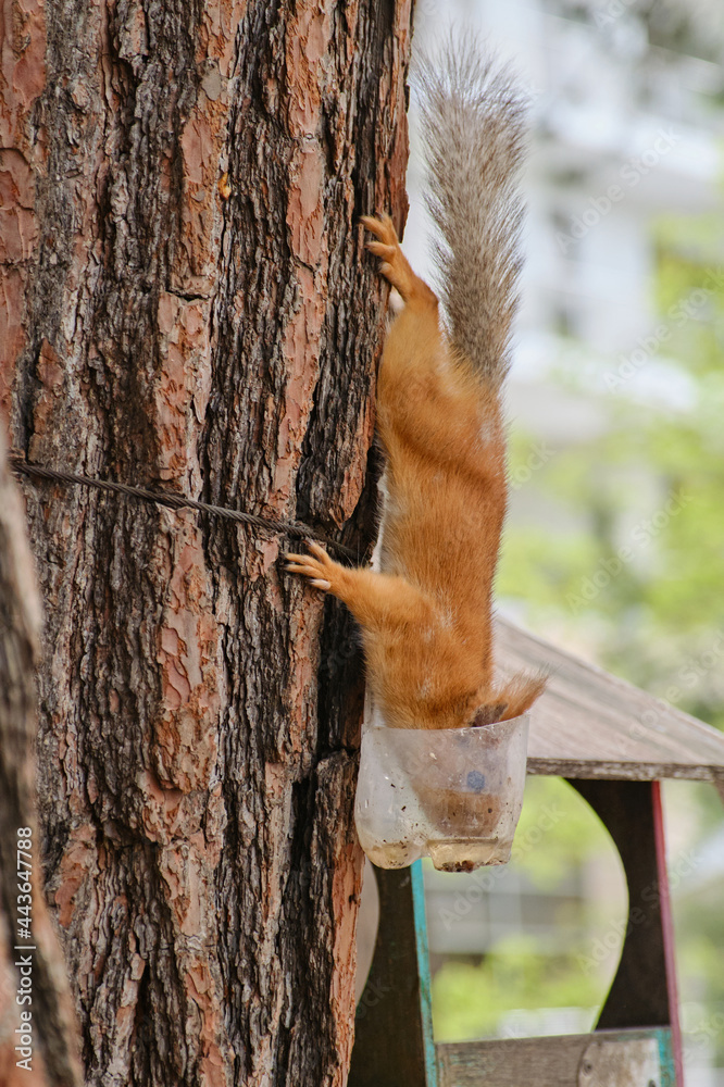 Red Eurasian squirrel sitting and gnawing nuts in a feeder. Focus on the face of the animal. Shallow depth of field
