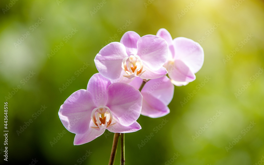 Purple Orchid branch on green natural background
Purple Orchid branch on green natural background