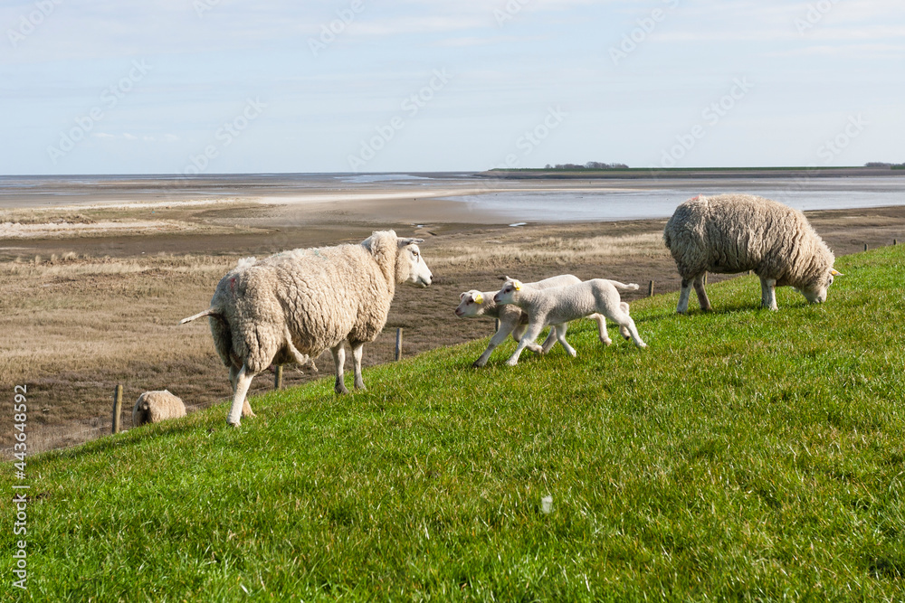 Fototapeta premium Sheep at Texel